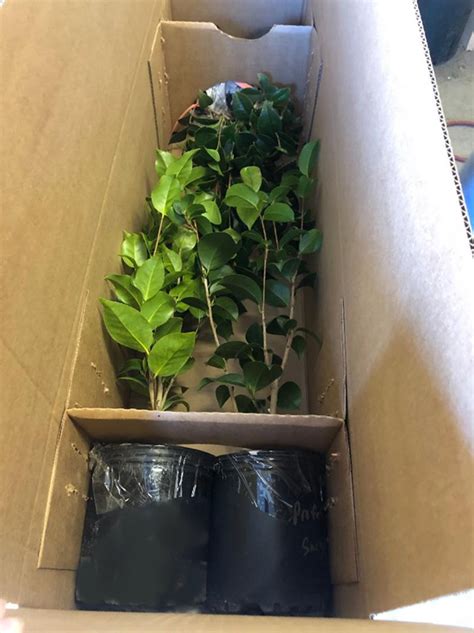 how are plants shipped wholesale